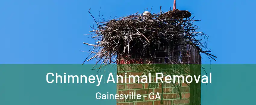  Chimney Animal Removal Gainesville - GA