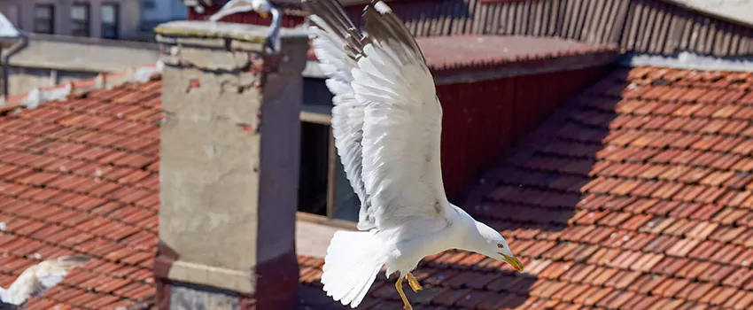 Residential Chimney Animal Removal Solution in Gainesville, GA